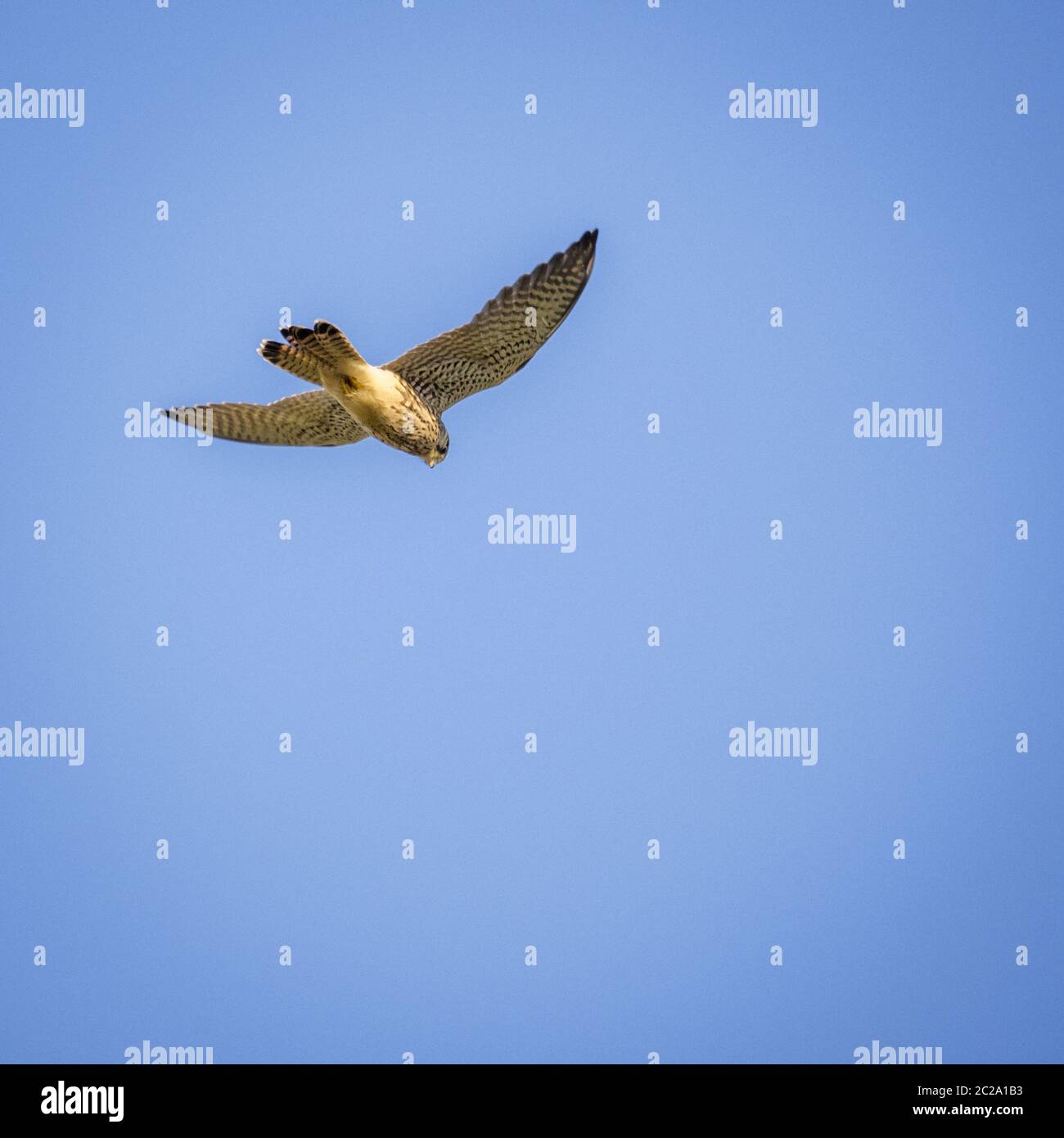 Falcon fliegen in blauer Himmel Stockfoto