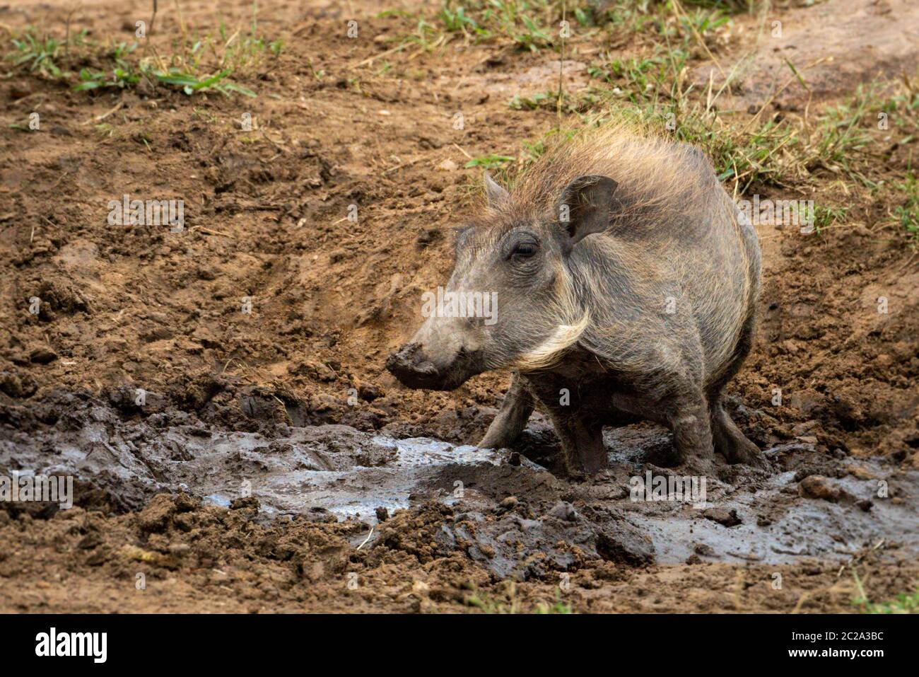 Gewöhnliche Warzenschweine hockt in Schlamm beobachten Kamera Stockfoto