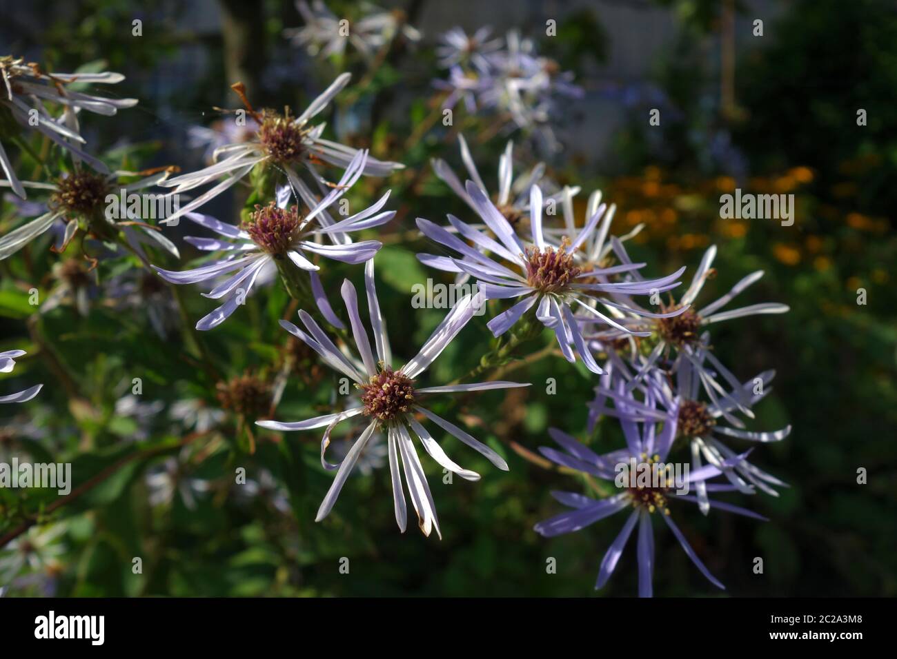 Aster amellus Stockfoto