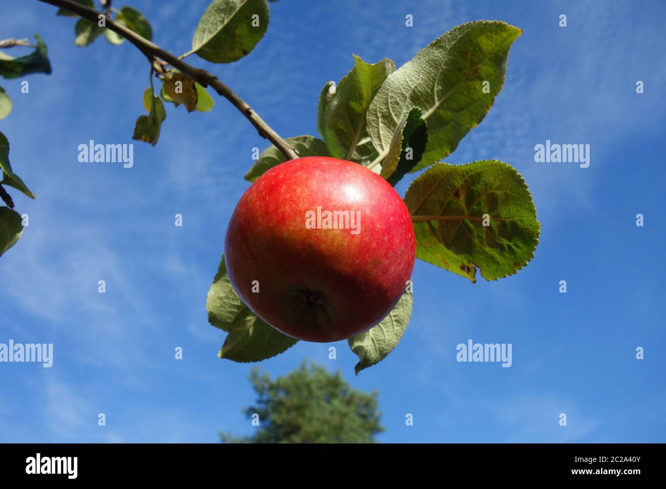 Roter elsterapfel Stockfoto