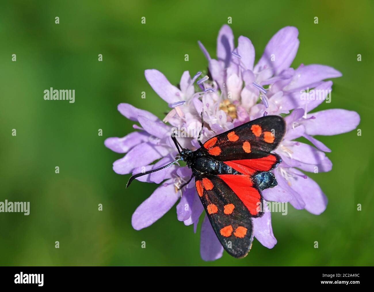Makrobluttröpfchen oder sechsfleckige rote WidderZygaena filipendulae aus dem Kaiserstuhl Stockfoto