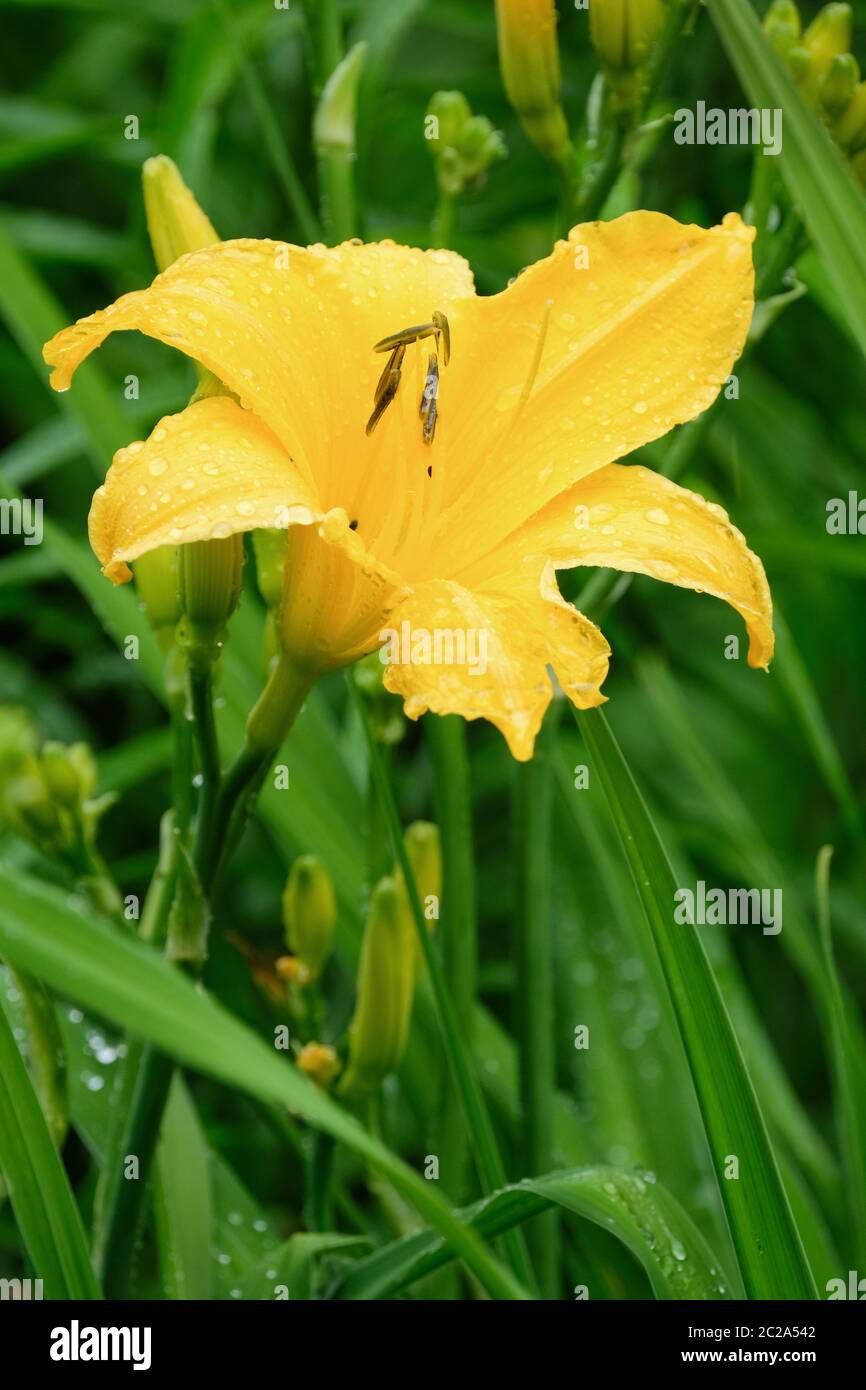 Einzelne gelbe Blume von Daylily 'Banbury Canary'. Hemerocallis 'Banbury Canary'. Stockfoto