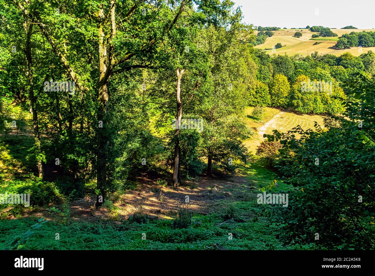 Sonniger Tag im Winkworth Arboretum Park, Godalming, Surrey, Großbritannien Stockfoto