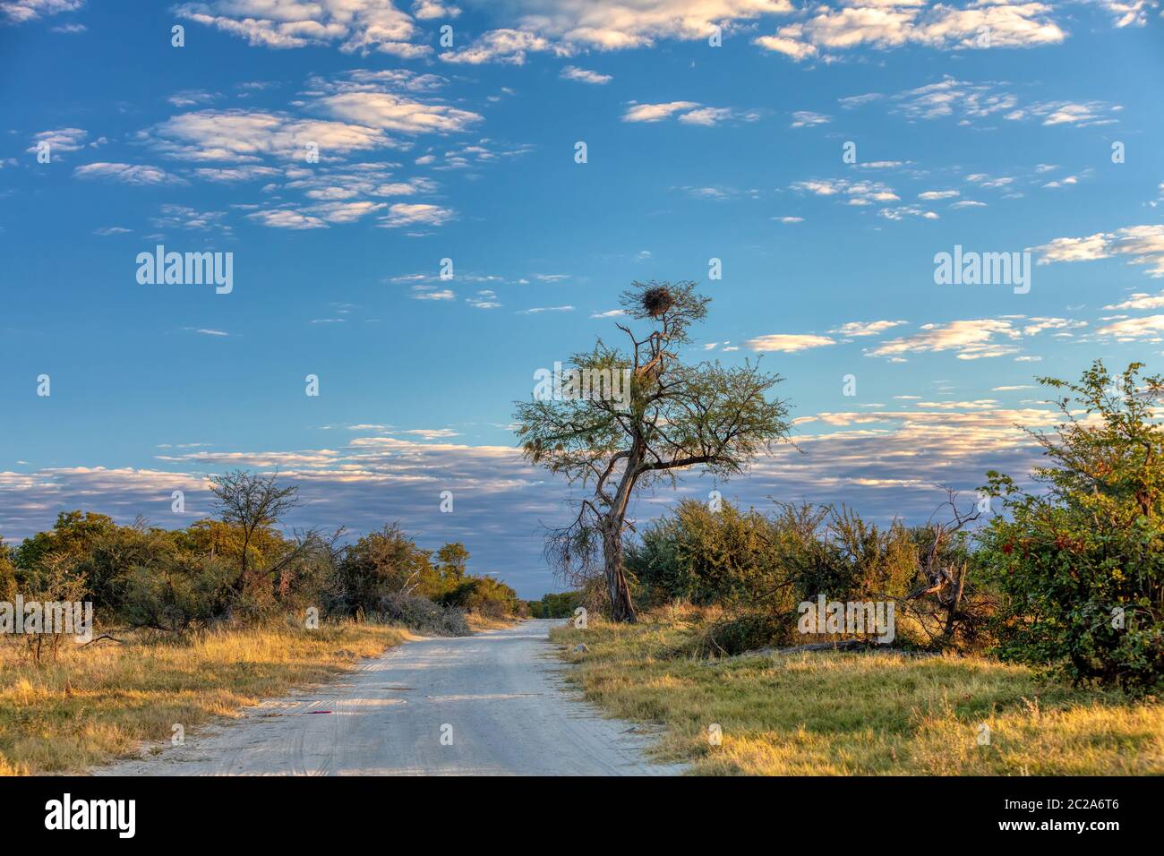 Schöne Landschaft des Moremi Game Reserve mit Straße, Okavango Delta, Botswana, Afrika Wüste Stockfoto