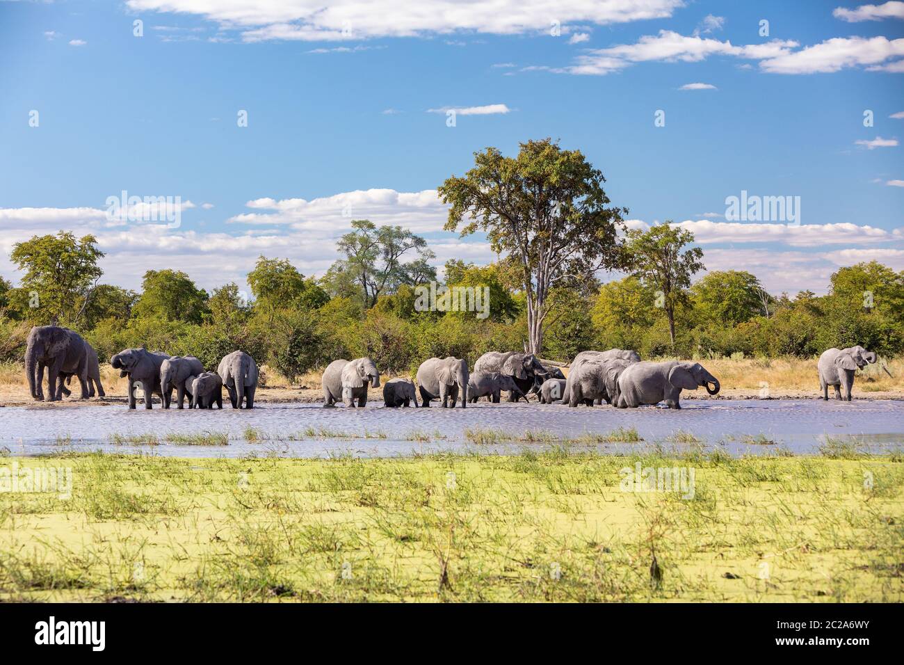 Herde von afrikanischen Elefanten baden und trinken am Wasserloch im Moremi Game Reserve, Botswana Afrika Safari Wildlife Stockfoto