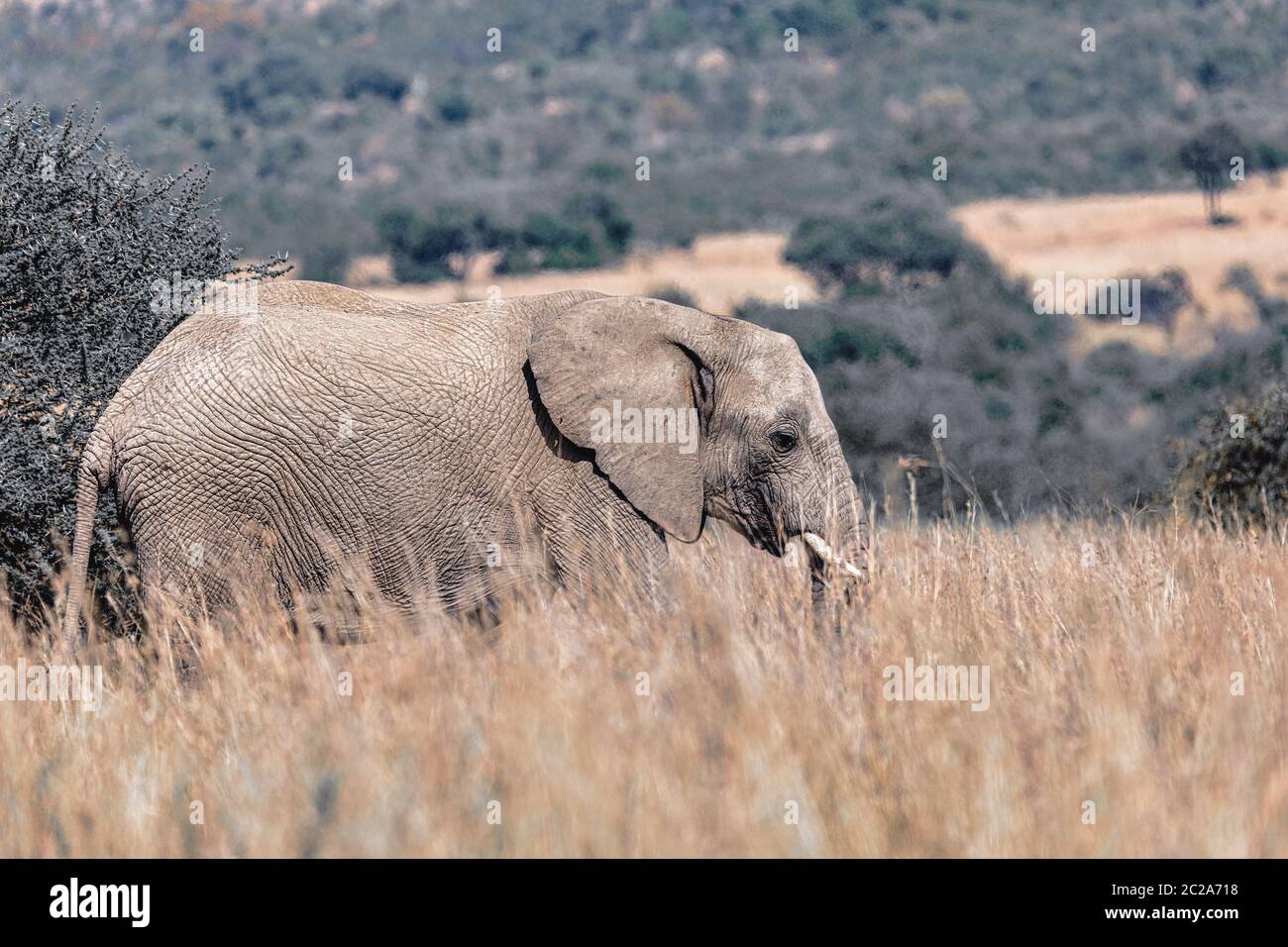 Majestätischen wilden afrikanischen Elefanten in Pilanesberg Game Reserve. Südafrika Wildlife Safari. Stockfoto