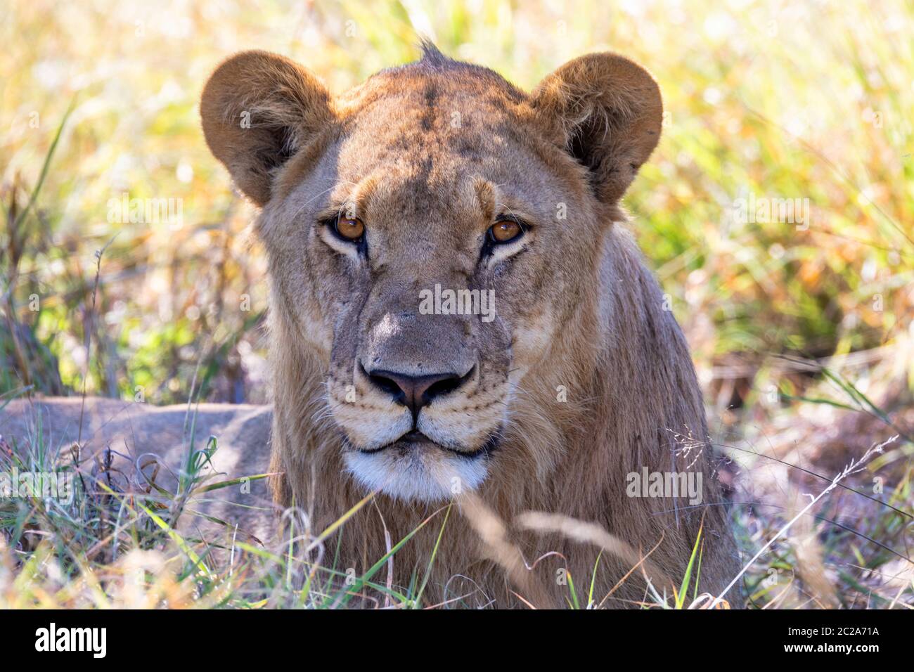 Junger Löwe Panthera leo ohne mähne im natürlichen Lebensraum Savuti Game Reserve. Botswana Afrika Safari Wildlife Stockfoto