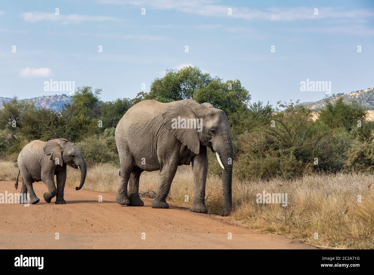 Frauen des afrikanischen Elefanten Mutter mit Baby überfahrt-Straße in Pilanesberg Game Reserve. Südafrika Wildlife Safari. Stockfoto