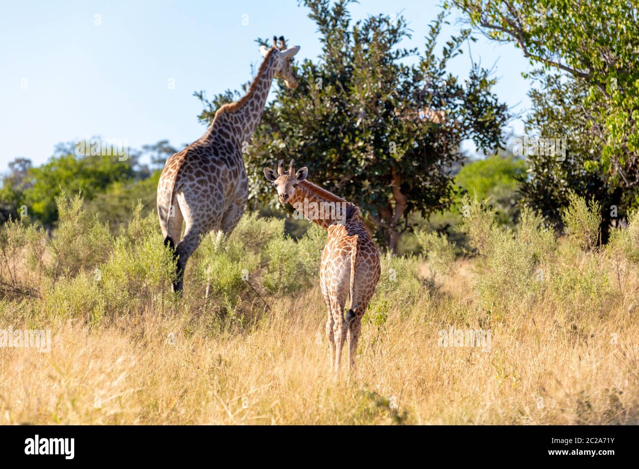 Erwachsene Frau Giraffe mit Kalb im Moremi Game Reserve, Botswana Wildlife und Wildnis Fotografie Stockfoto
