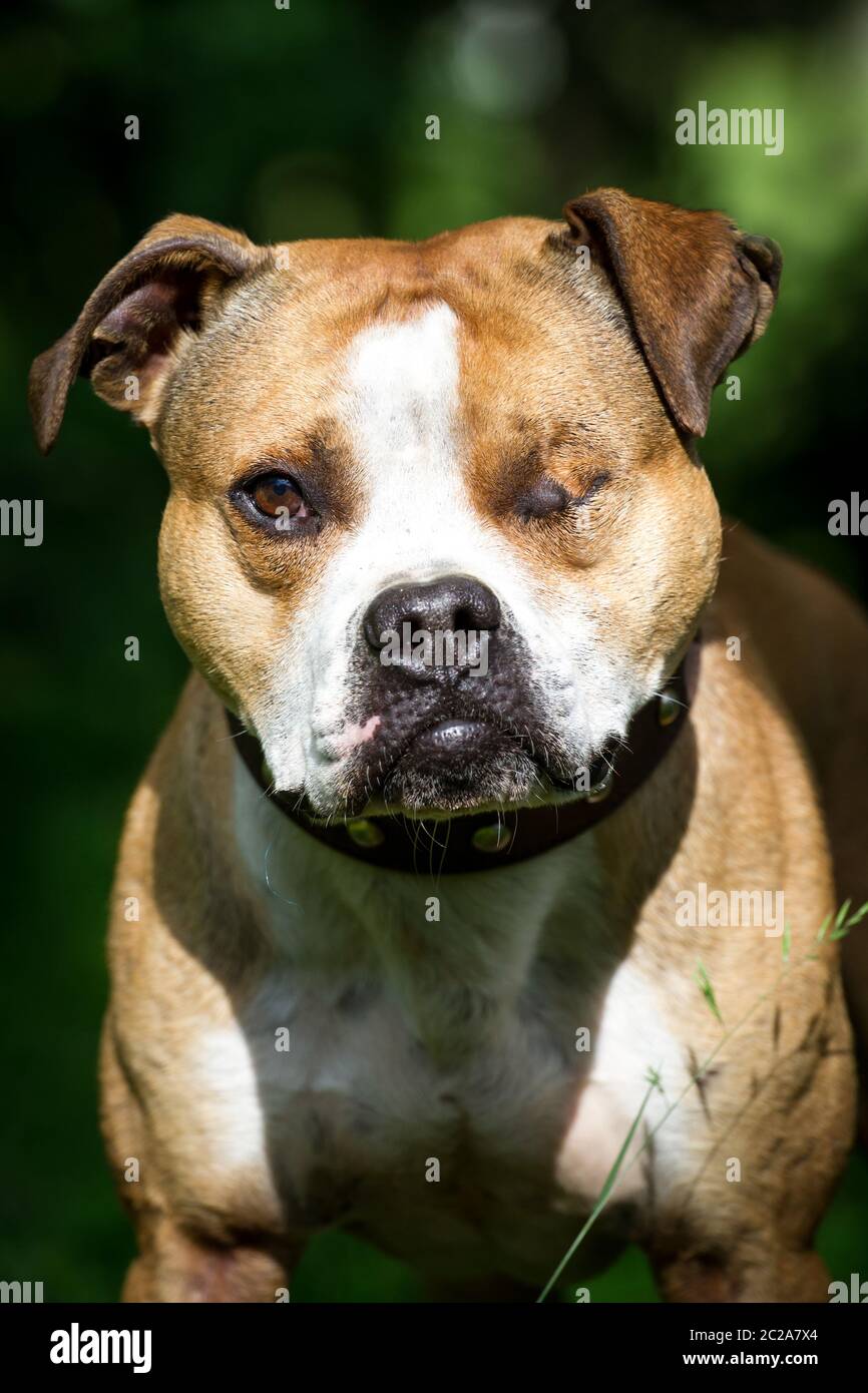 Einäugiges Bulldog-Porträt (Enukleation) Stockfoto