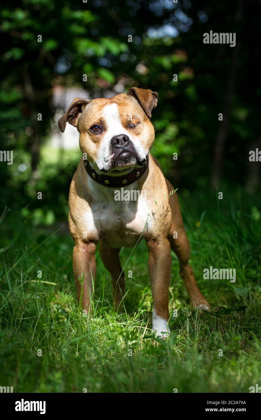 Einäugiger Bulldog (Enukleation) Stockfoto