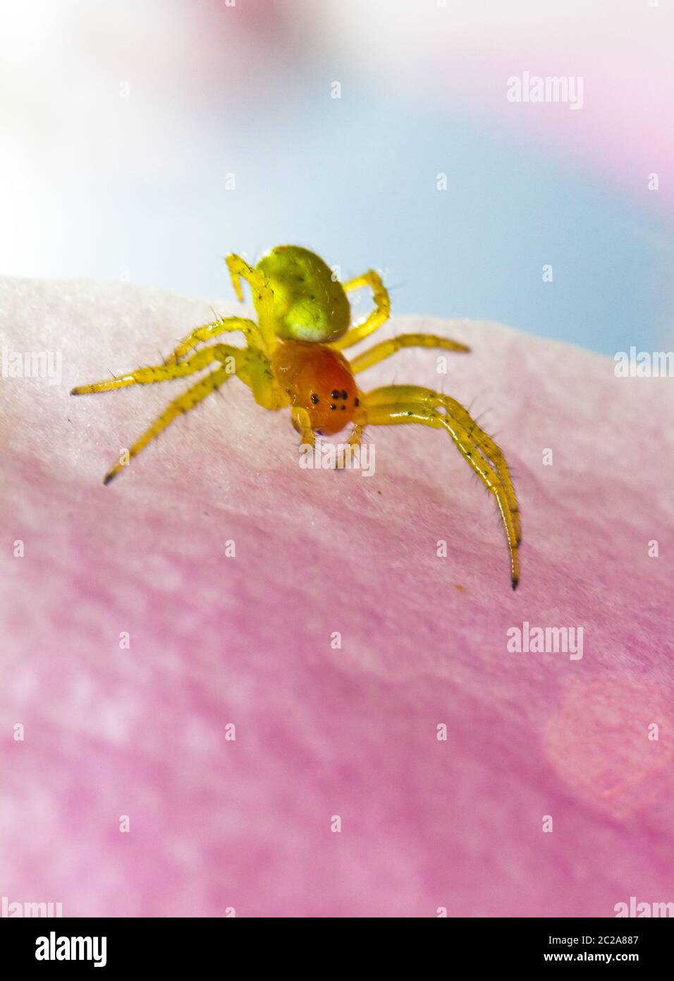 Araniella cucurbitina (eine von zwei Arten, die als "Gurken-grüne Spinne" bezeichnet werden) in den Niederlanden Stockfoto