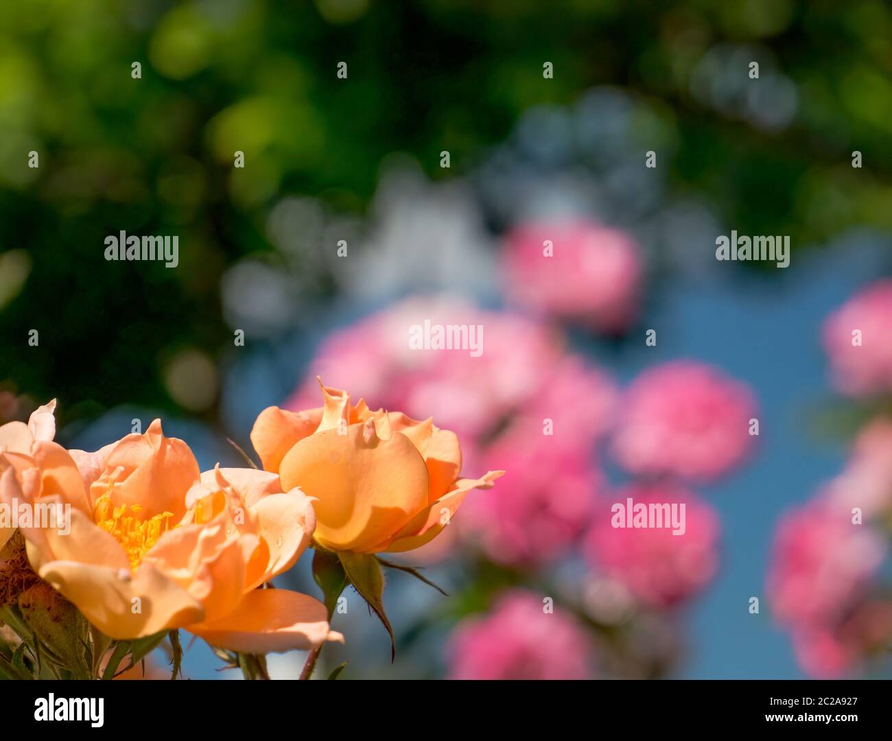 Orangefarbene Rosen mit farbigem Bokeh-Hintergrund Stockfoto