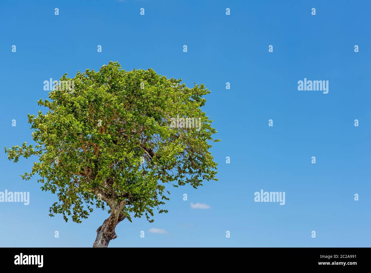 Ein Baum und wolkenloser blauer Himmel. Einsamkeit Konzept. Raum kopieren Stockfoto