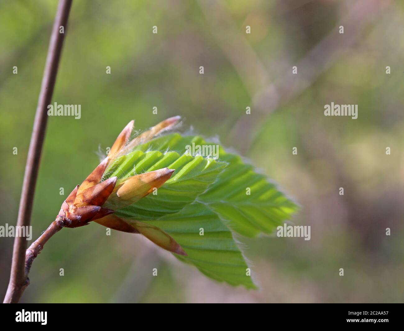 Junges Laub der Rotbuche Fagus sylvatica Stockfoto