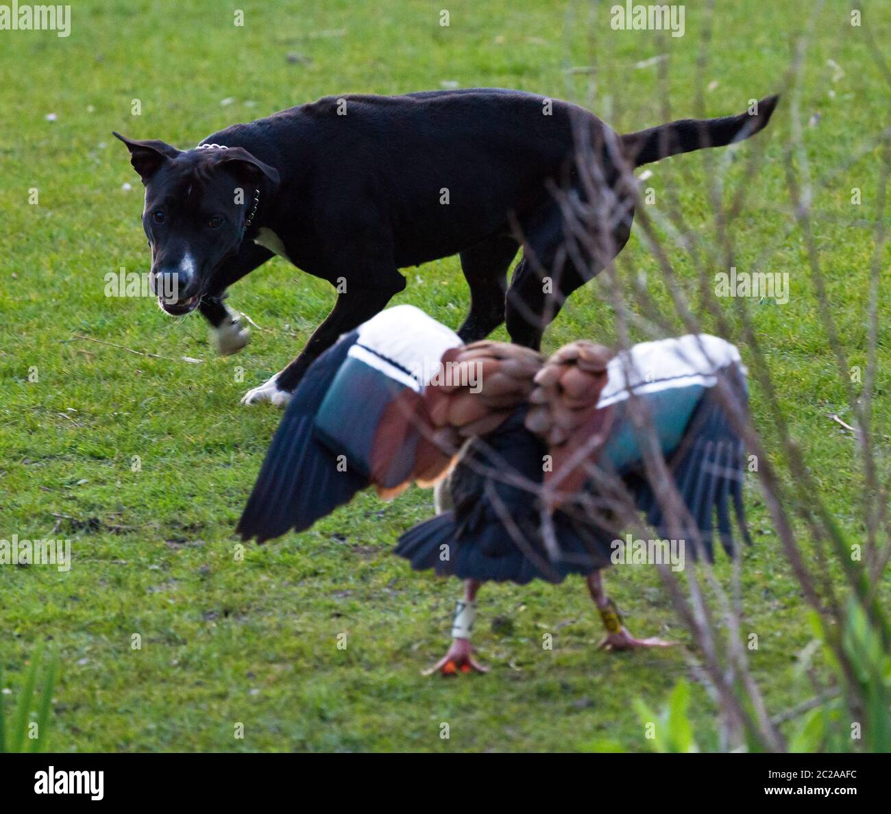 Ein dummer schwarzer Hund erschreckt eine ägyptische Gans (Alopochen aegyptiacus) mit Küken im Vondelpark in Amsterdam, Niederlande Stockfoto