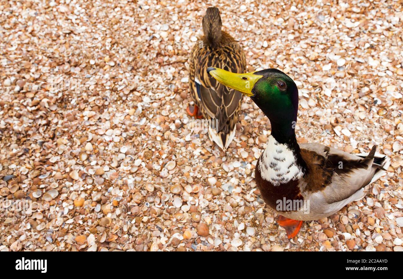 Zwei lustige, neugierige Stockenten (Anas platyrhynchos), eine damblende Ente, im Frühjahr in den Niederlanden Stockfoto