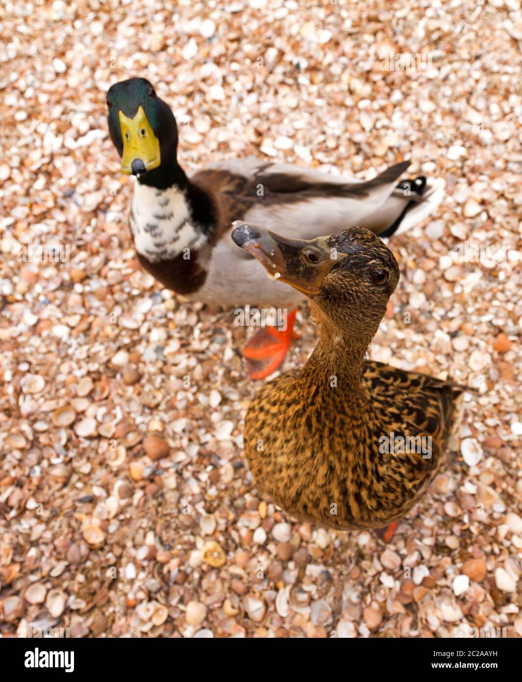 Zwei lustige, neugierige Stockenten (Anas platyrhynchos), eine damblende Ente, im Frühjahr in den Niederlanden Stockfoto