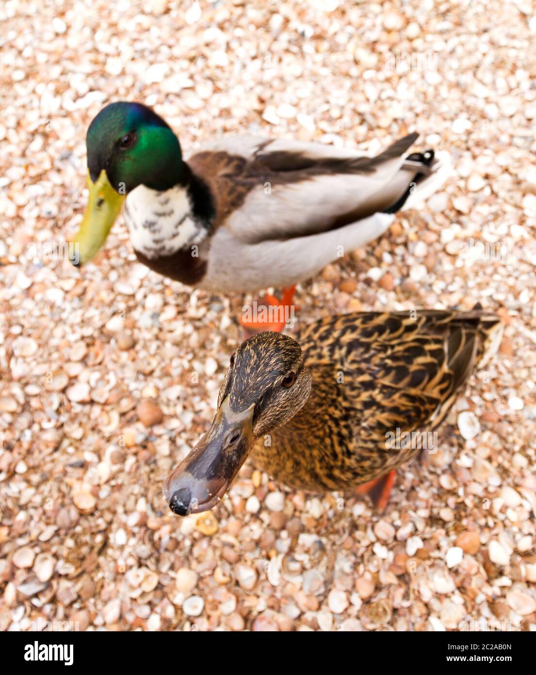 Zwei lustige, neugierige Stockenten (Anas platyrhynchos), eine damblende Ente, im Frühjahr in den Niederlanden Stockfoto