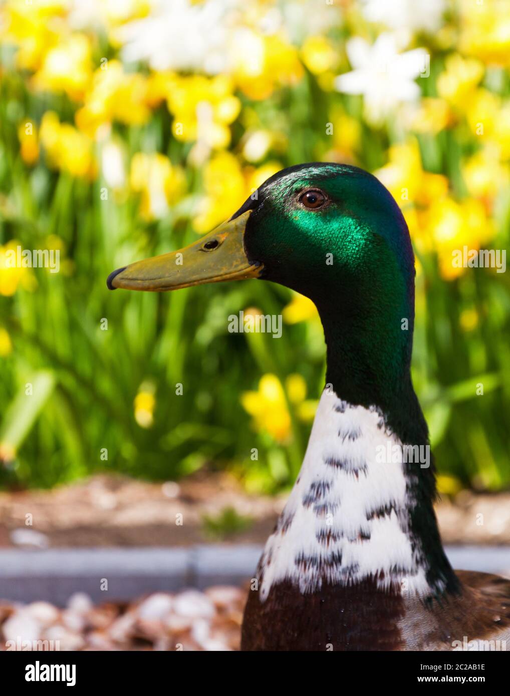 Zwei lustige, neugierige Stockenten (Anas platyrhynchos), eine damblende Ente, im Frühjahr in den Niederlanden Stockfoto