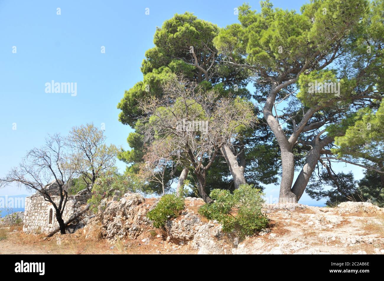 Baumgruppe auf Felsen an der Küste von Igrane in Kroatien Stockfoto