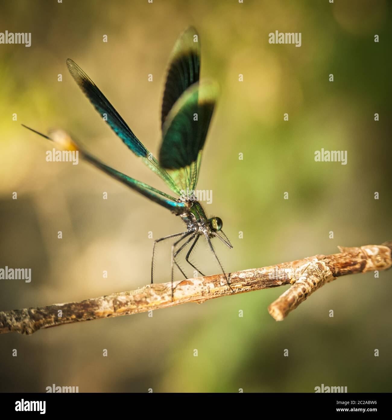 Dragonfly sitzt auf einem Ast über dem Bach Stockfoto