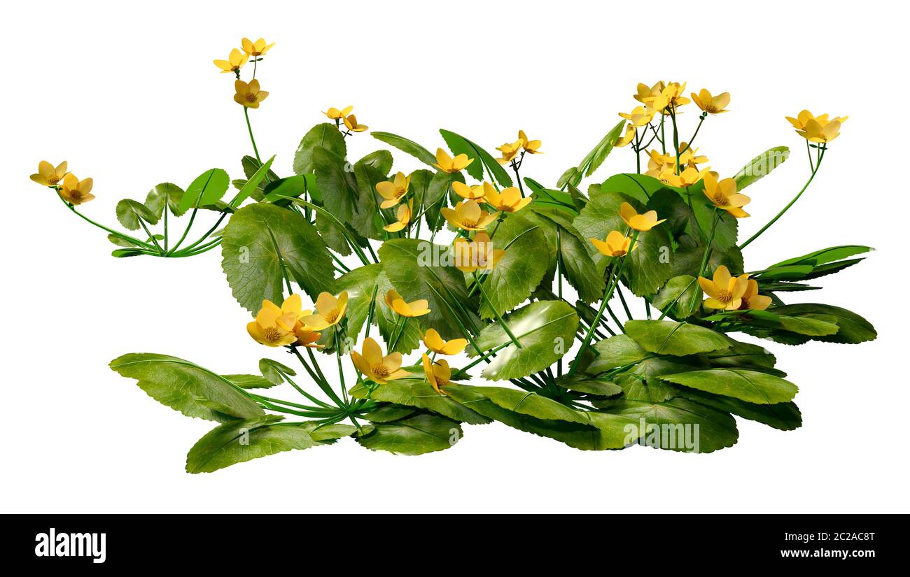 3D-Rendering für eine Caltha palustris oder sumpfdotterblume oder kingcup Blumen auf weißem Hintergrund Stockfoto