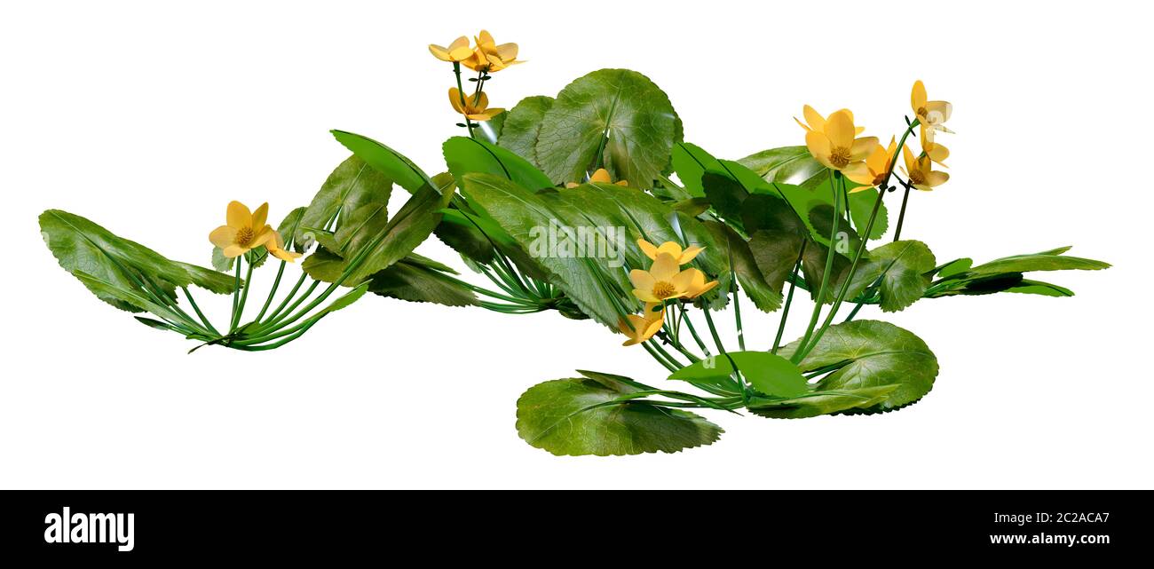3D-Rendering für eine Caltha palustris oder sumpfdotterblume oder kingcup Blumen auf weißem Hintergrund Stockfoto