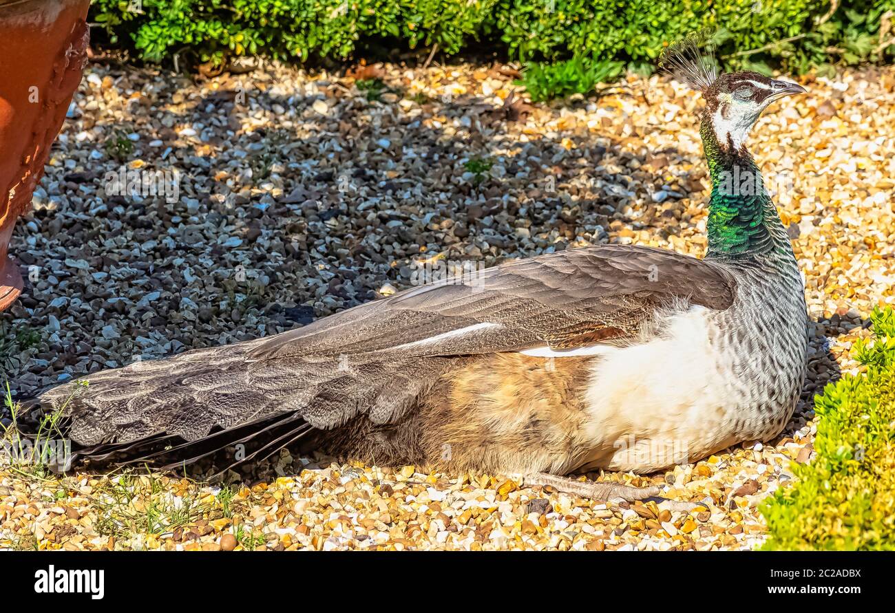 Peahen - weibliche indische oder grüne Pfauen in British Park - Warwick, Warwickshire, Vereinigtes Königreich Stockfoto