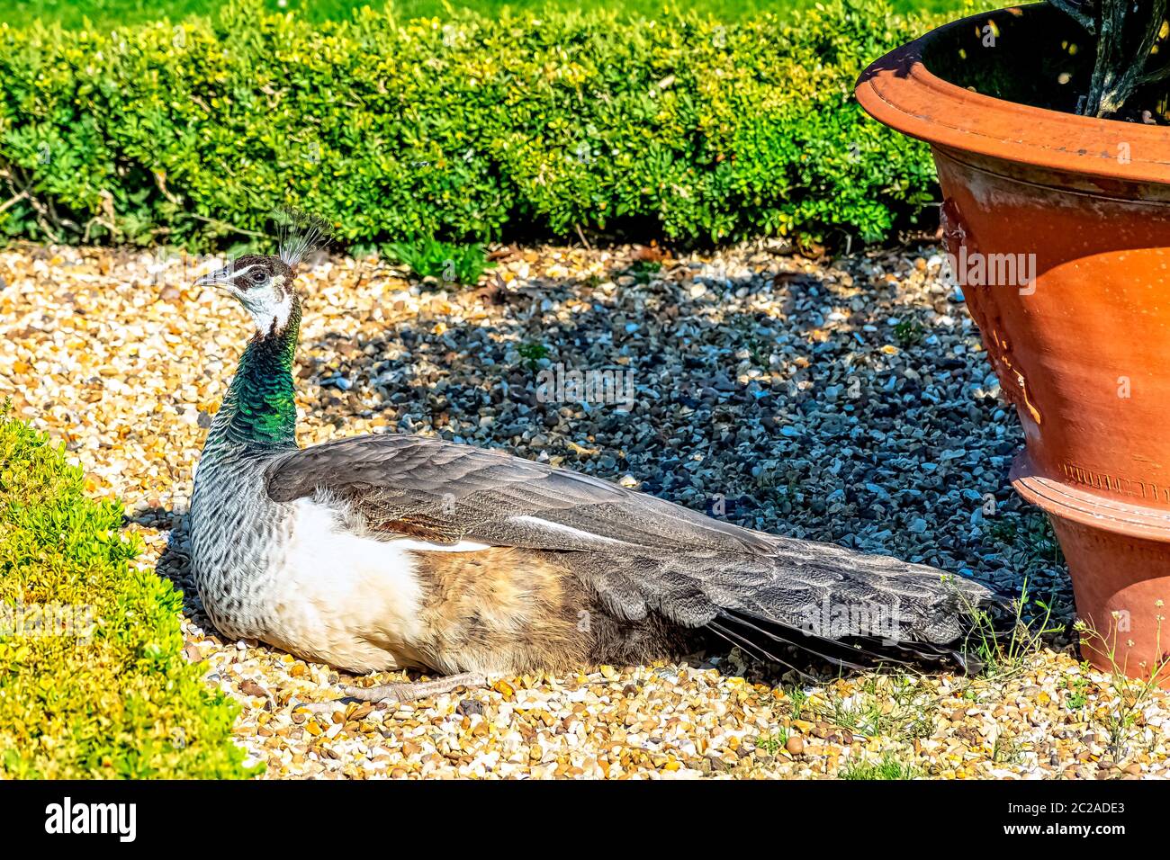 Peahen - weibliche indische oder grüne Pfauen in British Park - Warwick, Warwickshire, Vereinigtes Königreich Stockfoto