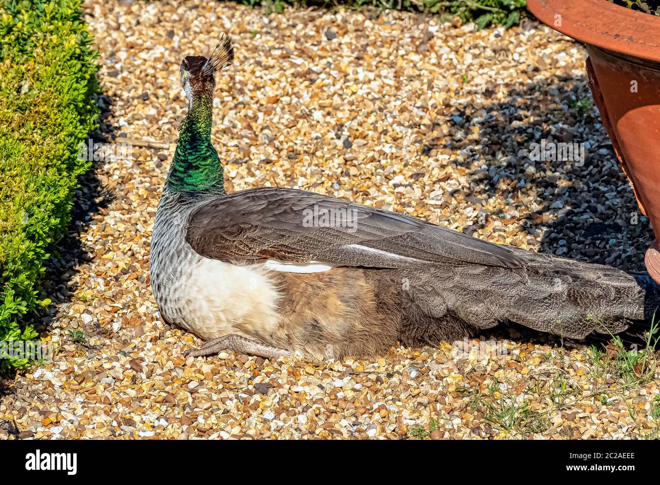 Peahen - weibliche indische oder grüne Pfauen in British Park - Warwick, Warwickshire, Vereinigtes Königreich Stockfoto