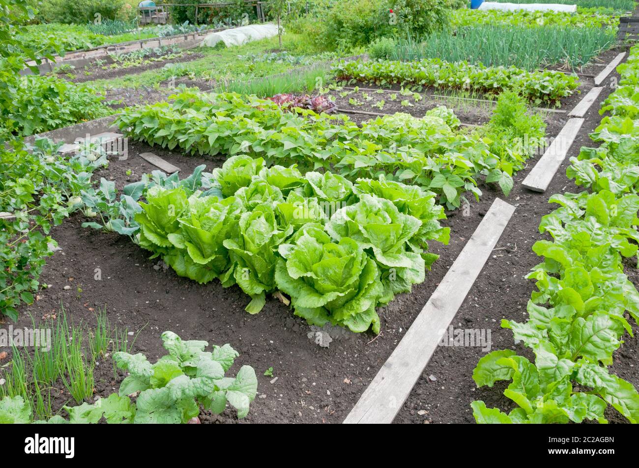 Salat batavia Fotos und Bildmaterial in hoher Auflösung Alamy