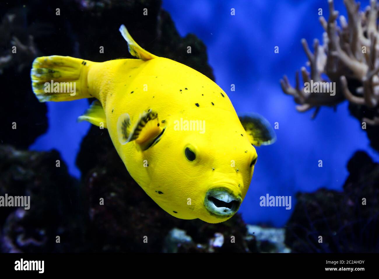 Nahaufnahme eines gelben Kugelfisches im Riff Stockfoto