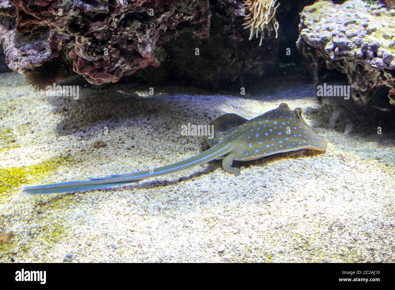 Ein schwimmendes Wunder der Natur, ein Geruch Stockfoto