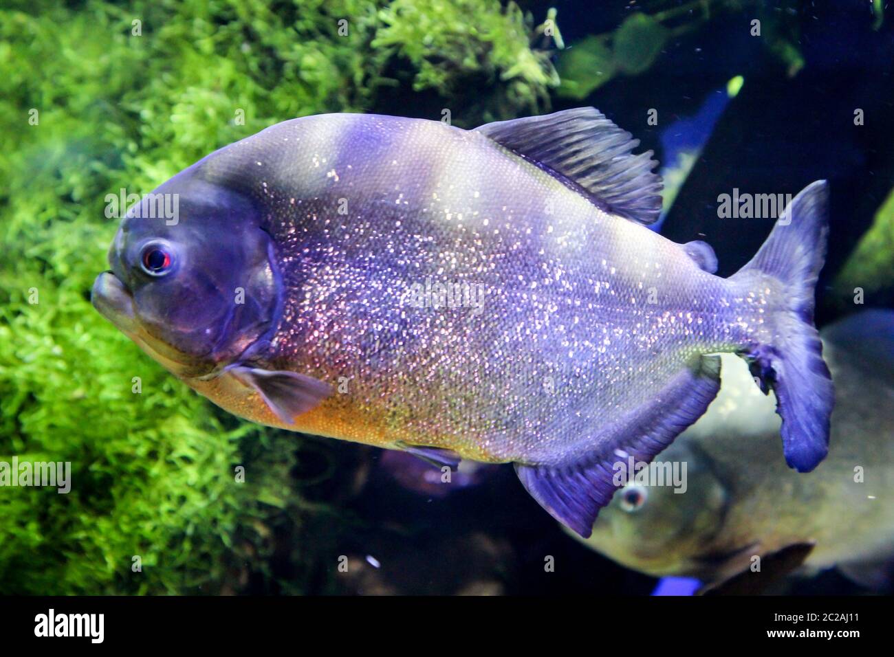 Nahaufnahme eines Piranha im Fluss Stockfoto