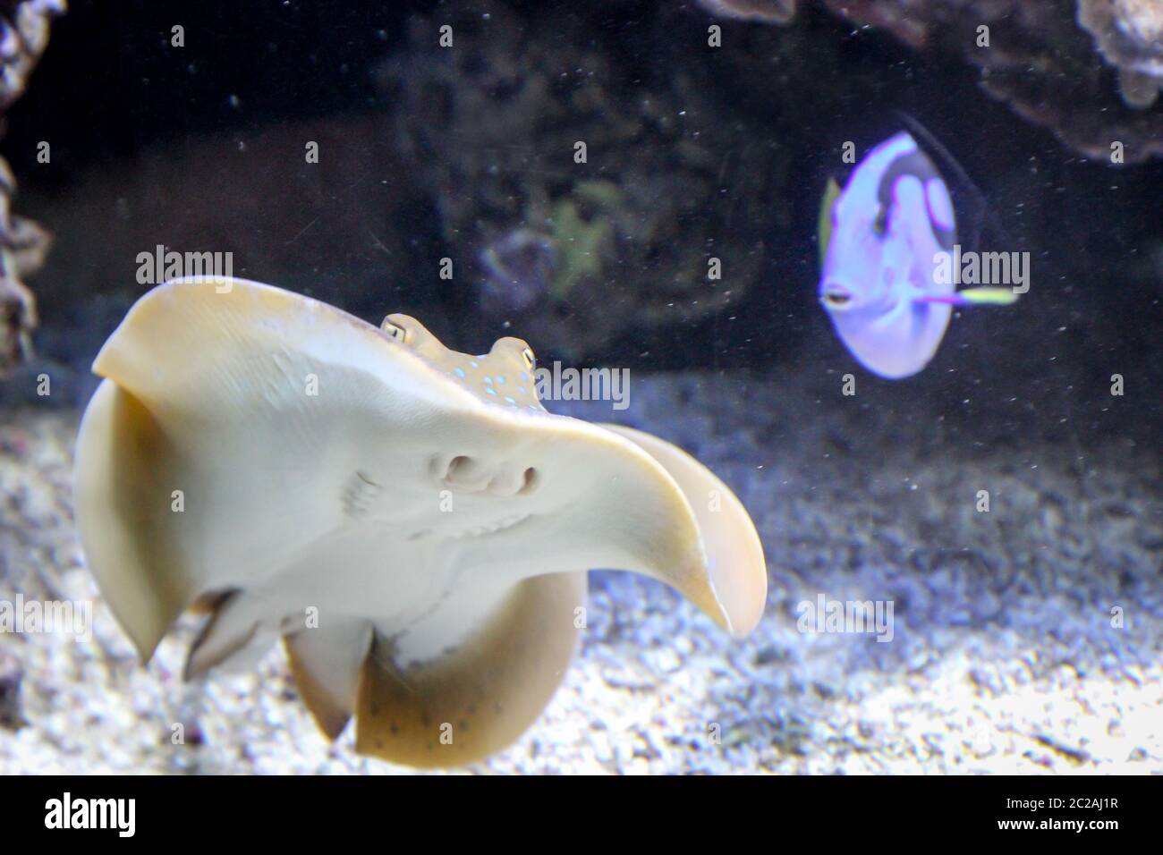 Ein schwimmendes Wunder der Natur, ein Geruch Stockfoto