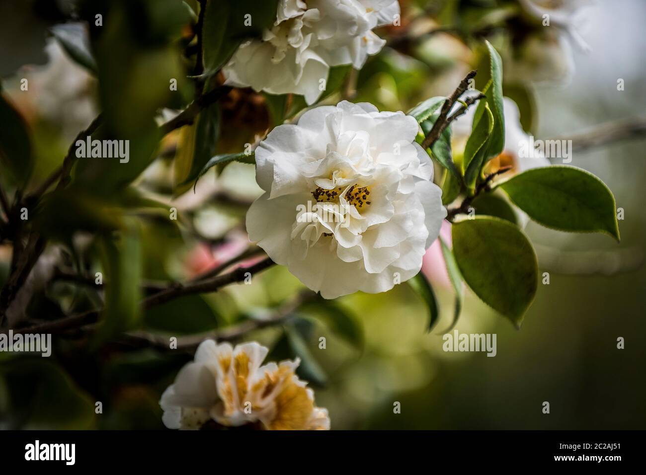 Camellia japonica weiß. Stockfoto