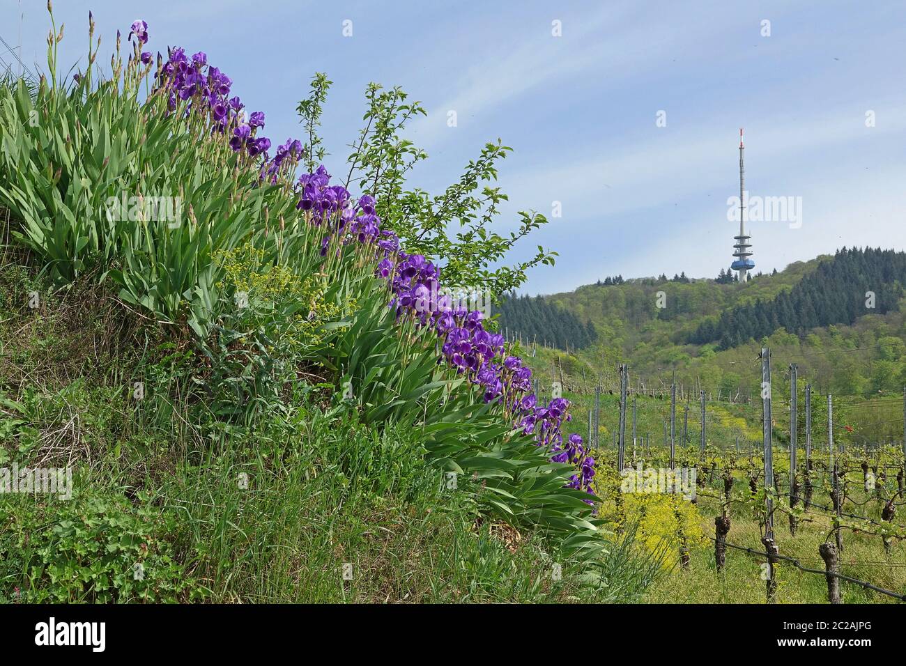 Blau blühende Iris bei Oberbergen auf dem kaiserlichen Stuhl vor dem Schädel- und Telekommunikationsturm Stockfoto