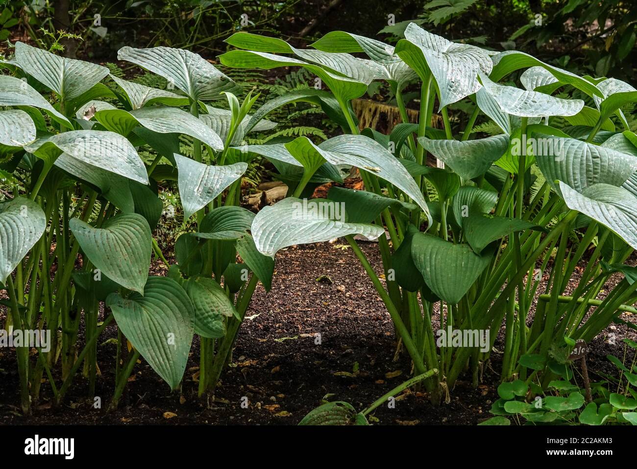 Hosta Big Boy Stockfoto
