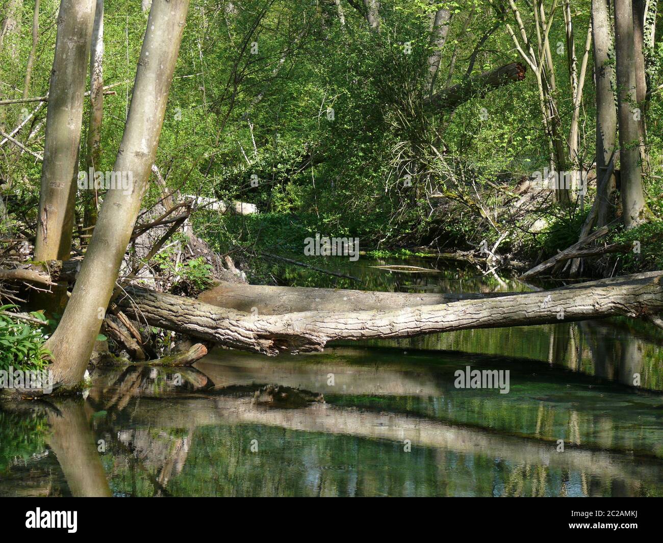 Fluss mit umgestürzten Bäumen Stockfoto