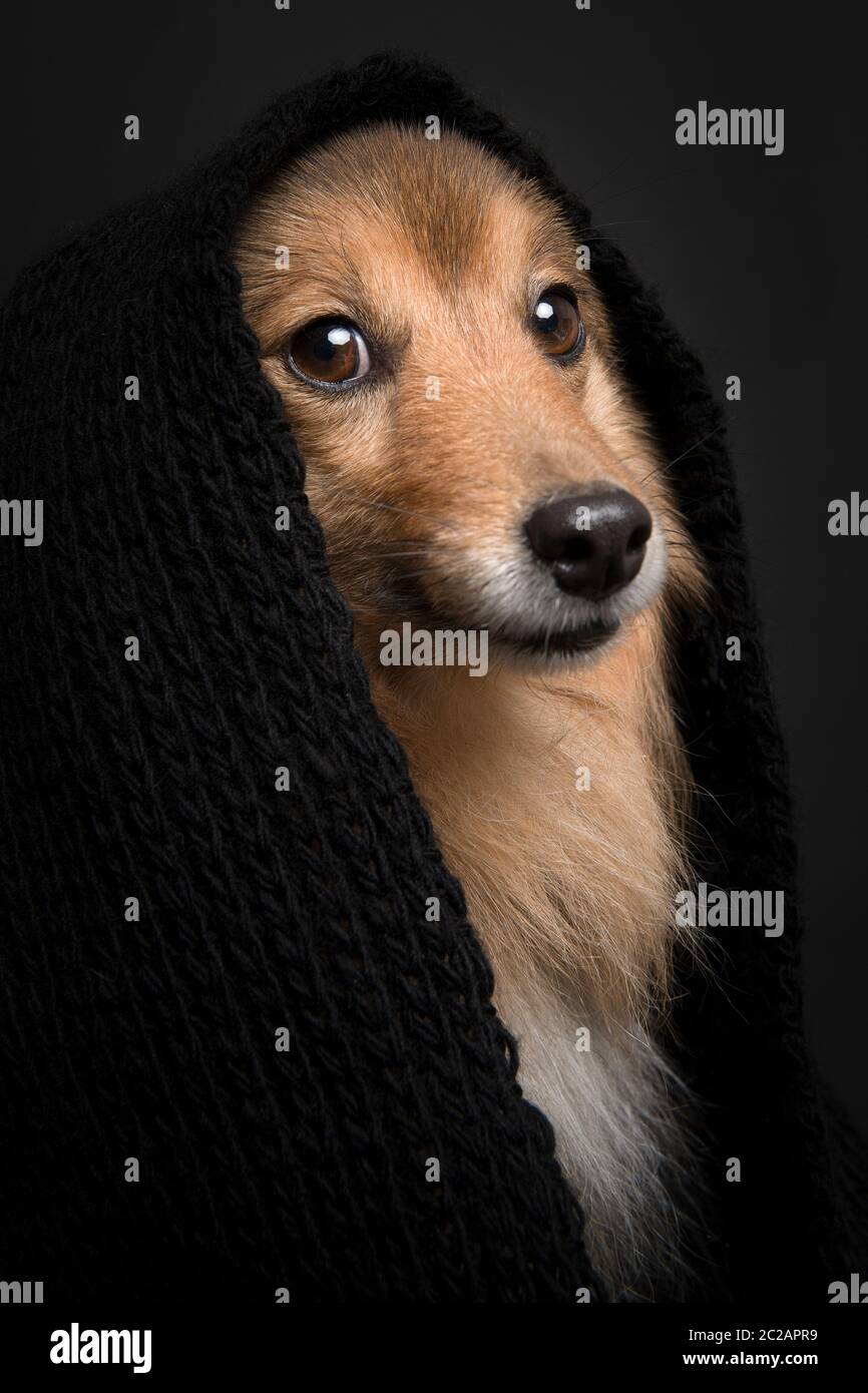 Portrait eines shetland Schäferhundes, der die Kamera mit einem schwarzen Schal auf schwarzem Hintergrund anschaut Stockfoto