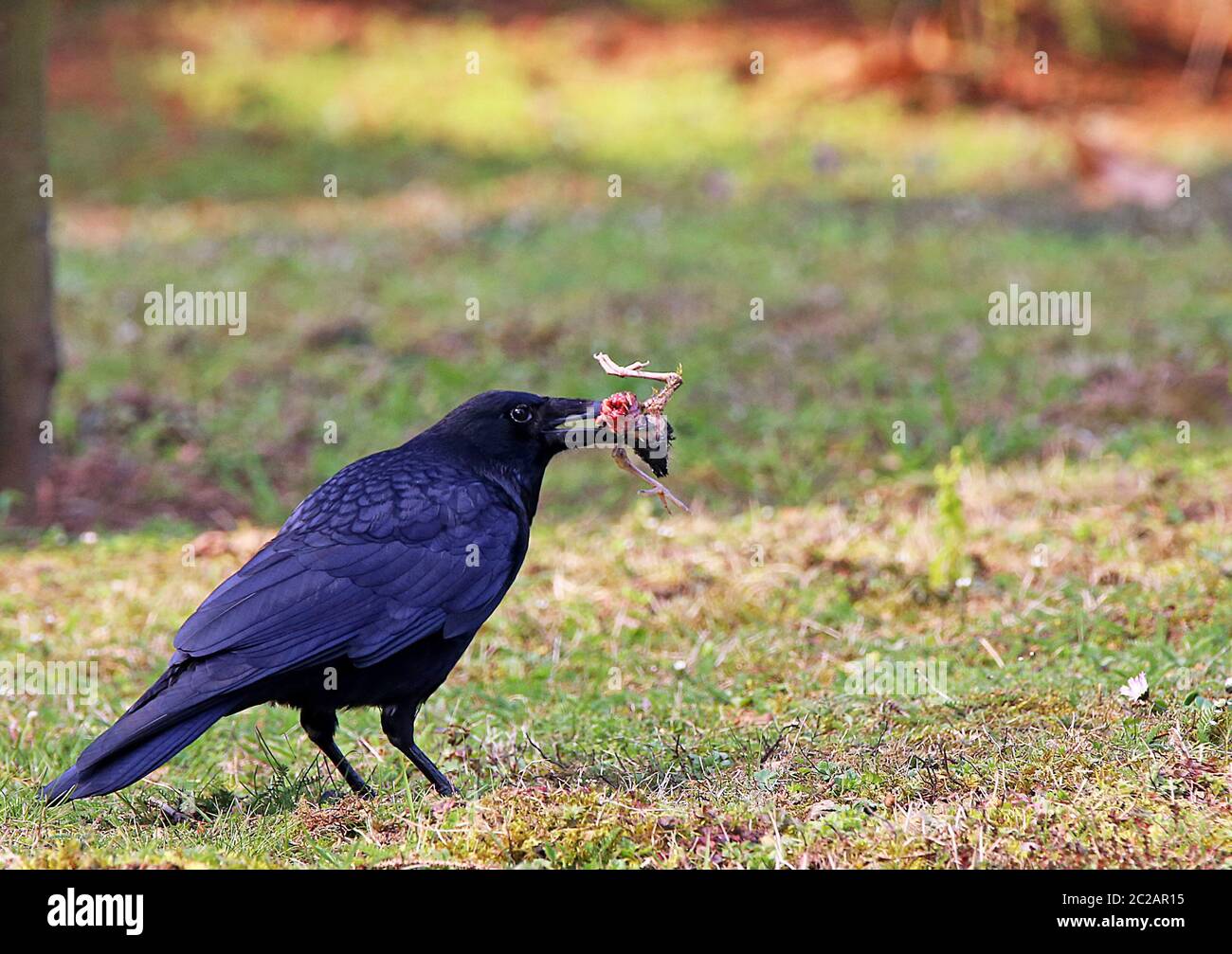 Rabe Krähe mit singbird CarcassRabe Krähe, Aas-Beute, singbird Killer, Aas Krähe, corvus, Corone, singbird, Allesfresser Stockfoto