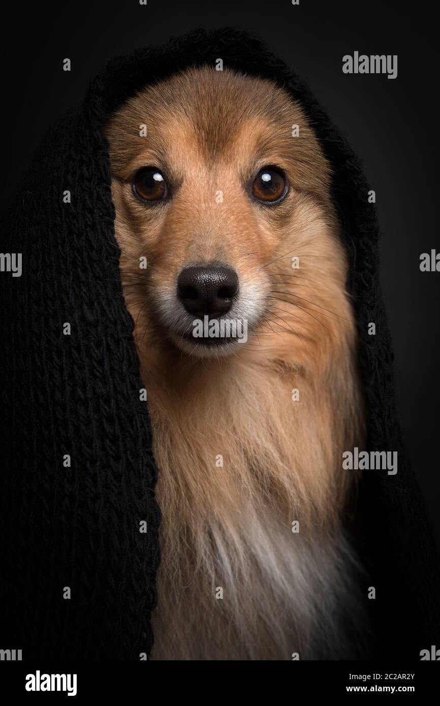Portrait eines shetland Schäferhundes mit schwarzem Schal auf schwarzem Hintergrund Stockfoto