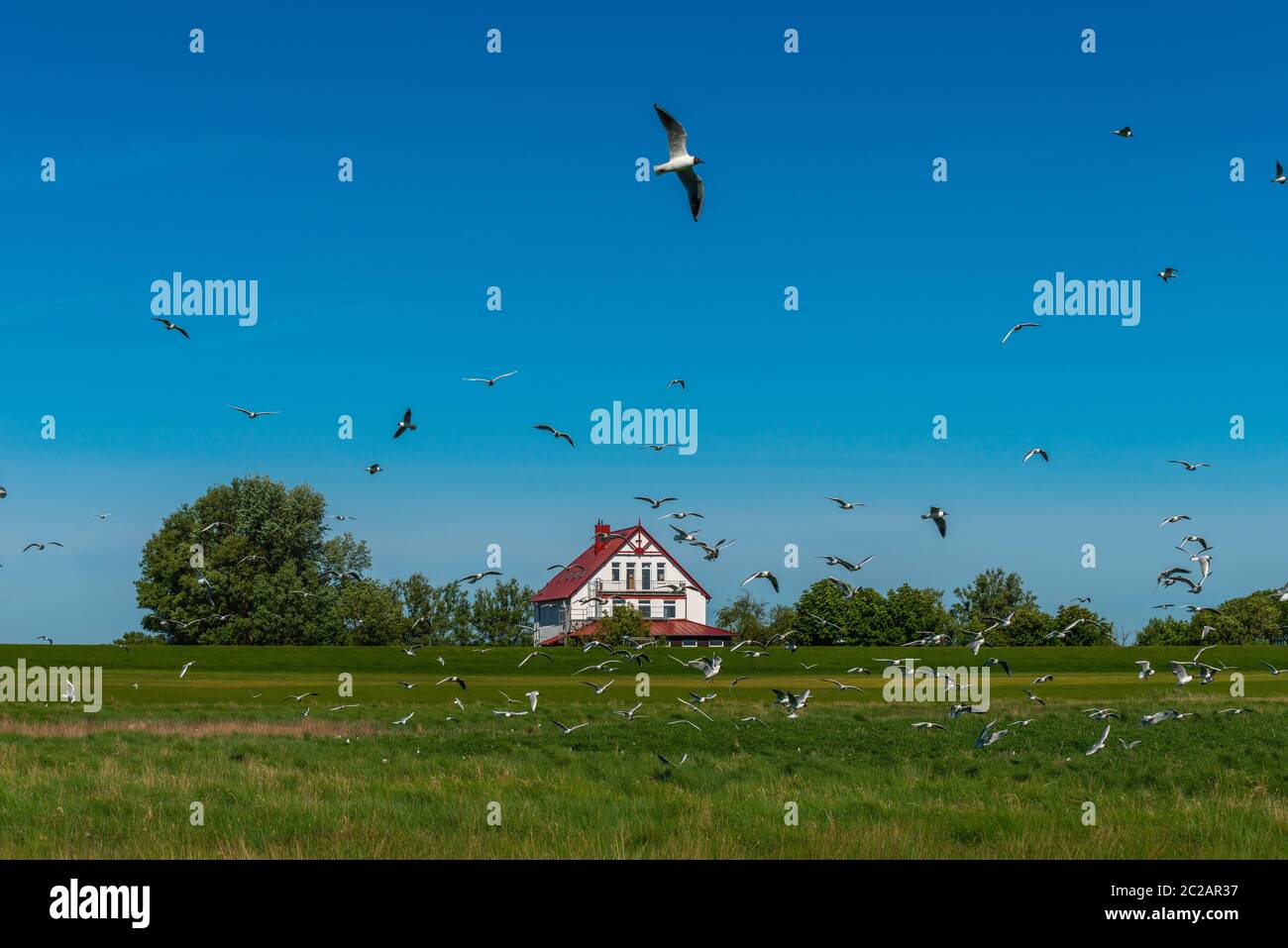 Sandseeschwalben (Sterna sandvicensis) nistet in den Salzwiesen der Nordseeinsel Neuwerk, Bundesland Hamburg, Deutschland, UNESCO-Weltkulturerbe Stockfoto