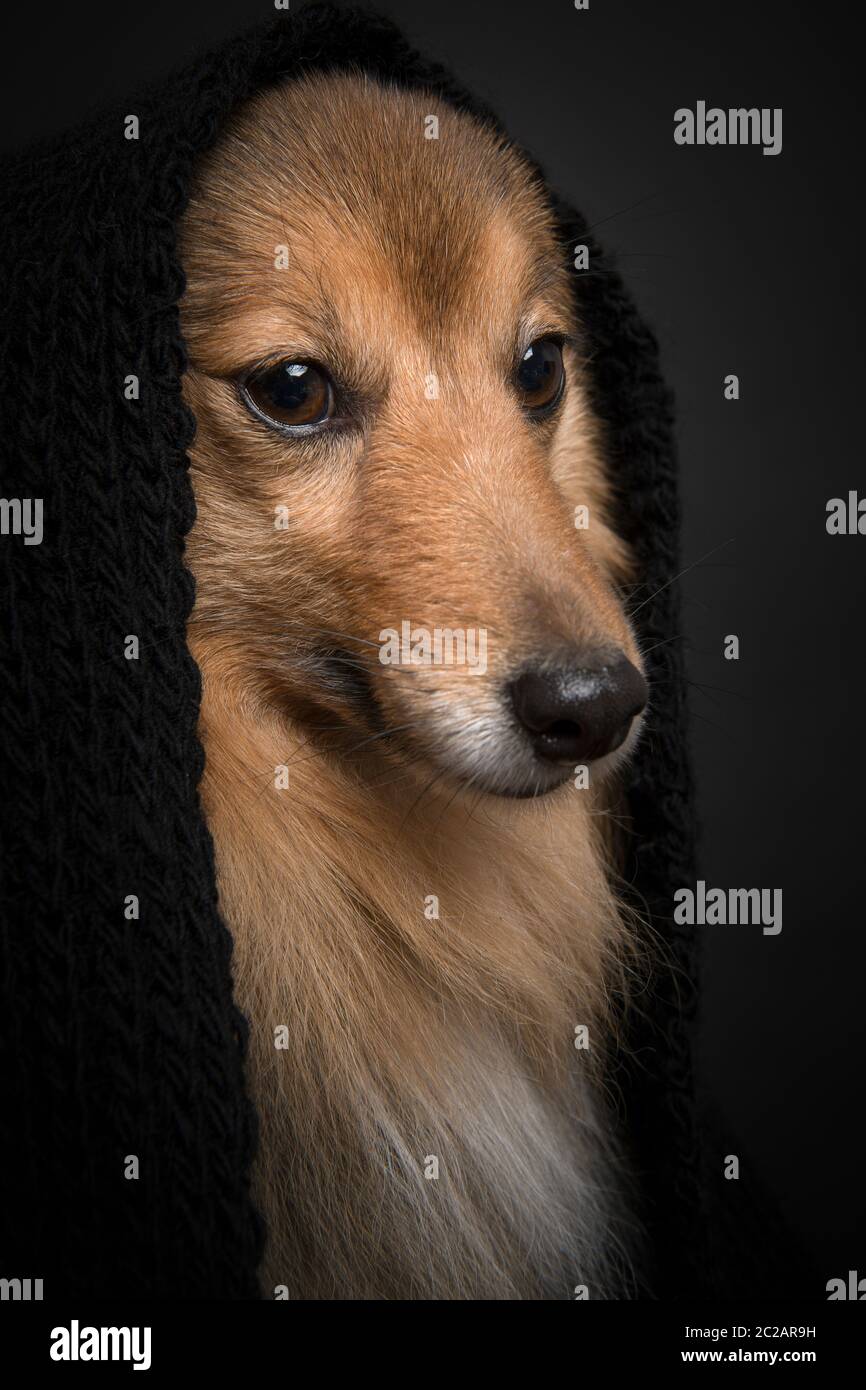Portrait eines shetland Schäferhundes, der mit einem schwarzen Schal auf schwarzem Hintergrund wegschaut Stockfoto