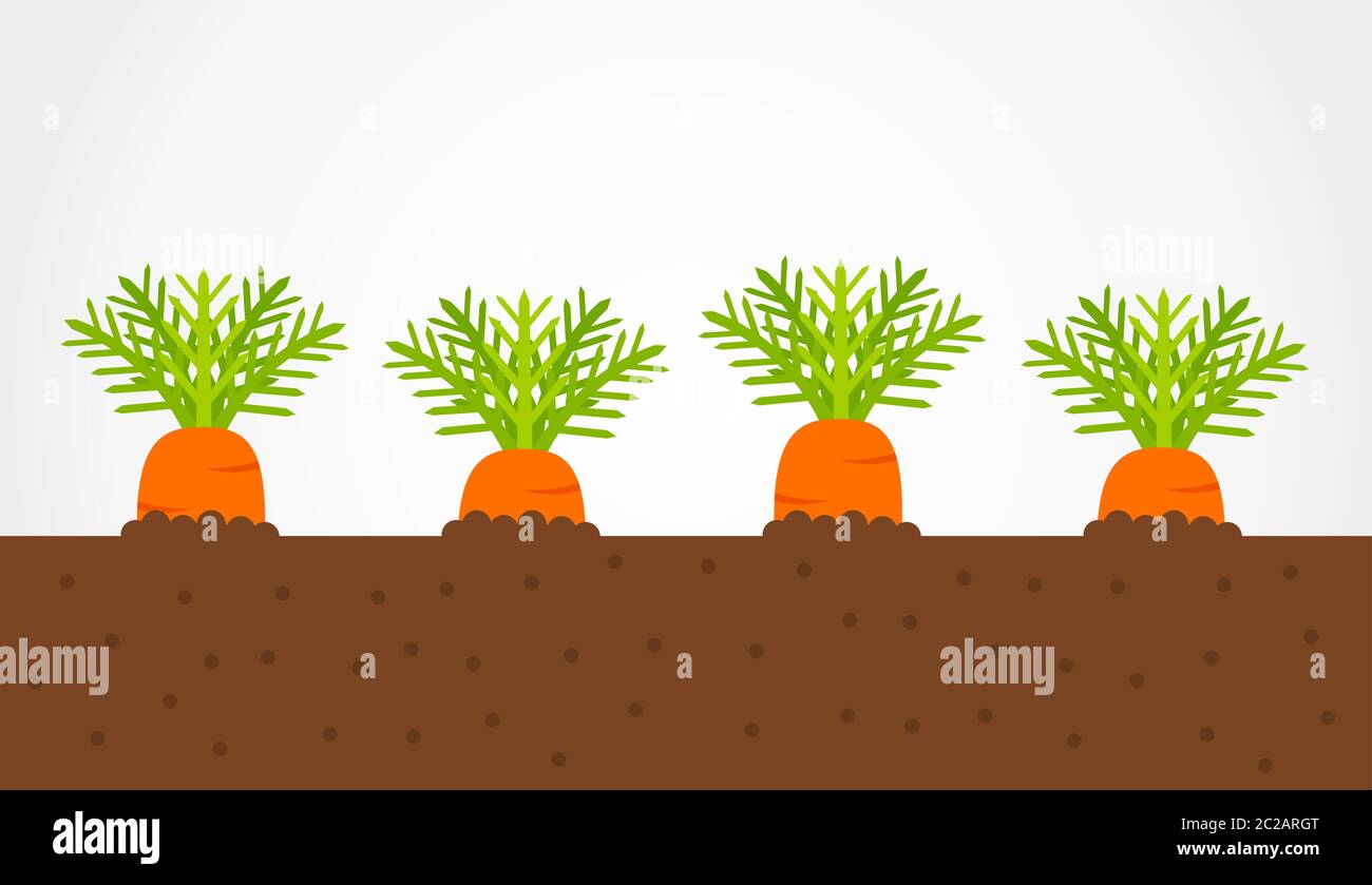 Karotten wachsen im Boden. Gemüsegarten. Vektorgrafik. Stock Vektor