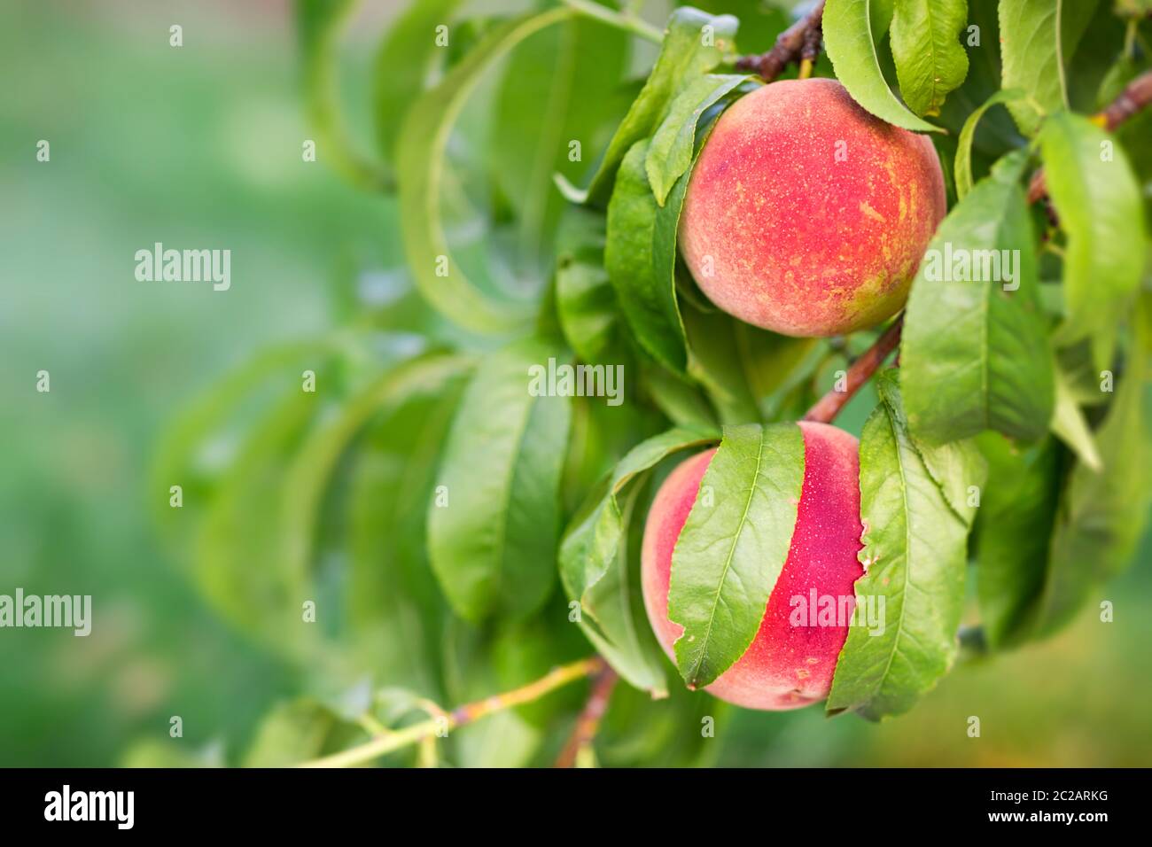 Pfirsich-Obstbaum Stockfoto