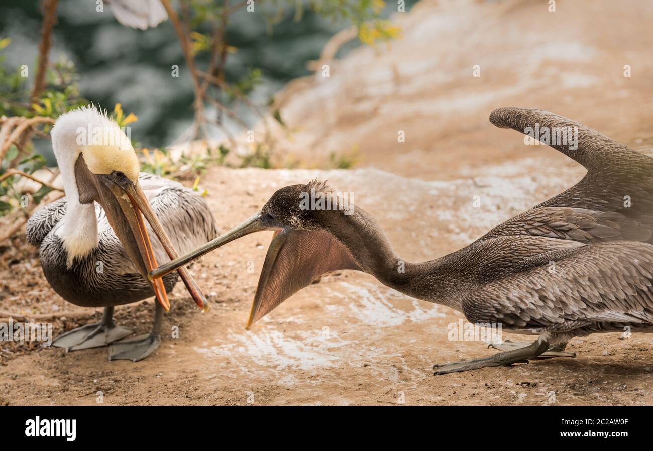 Pelikane Spielen Stockfoto