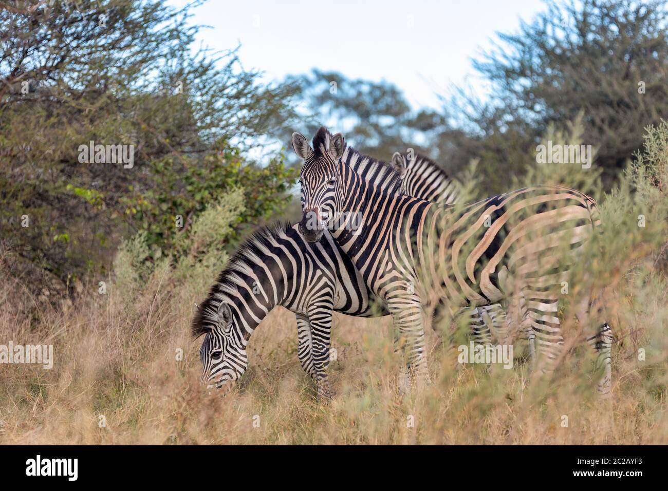 Schöne abgestreift Zebra Kopf im afrikanischen Busch. Khama Rhino Sanctuary Reservierung, Botswana Safari Wildlife. Wildes Tier in der Natur Lebensraum. Dies ist Stockfoto