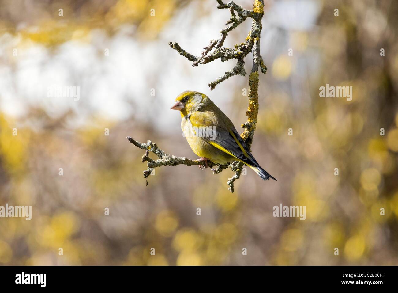 Grünfinken in der Frühlingssonne Stockfoto